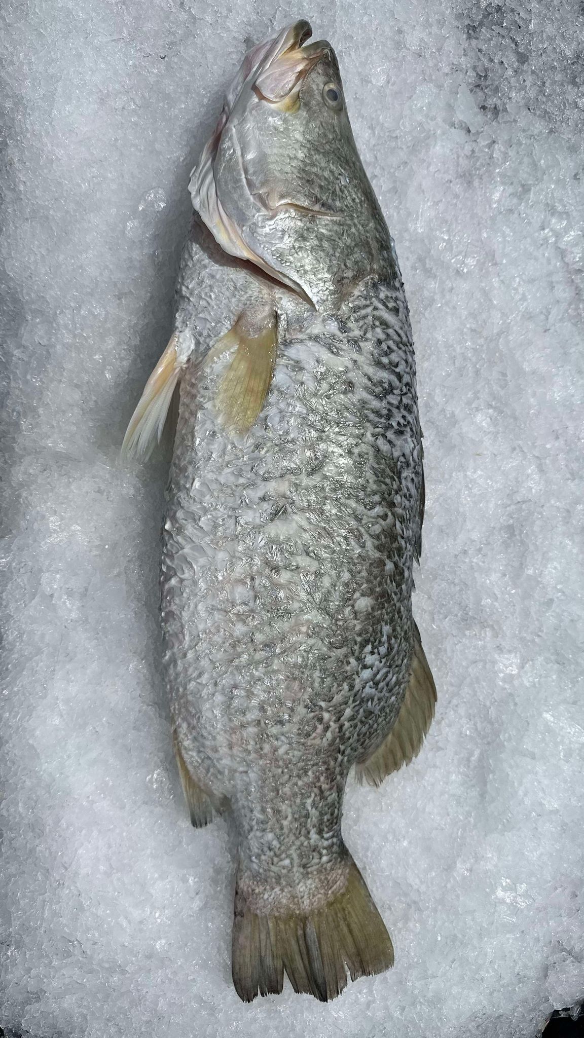 WHOLE BARRAMUNDI