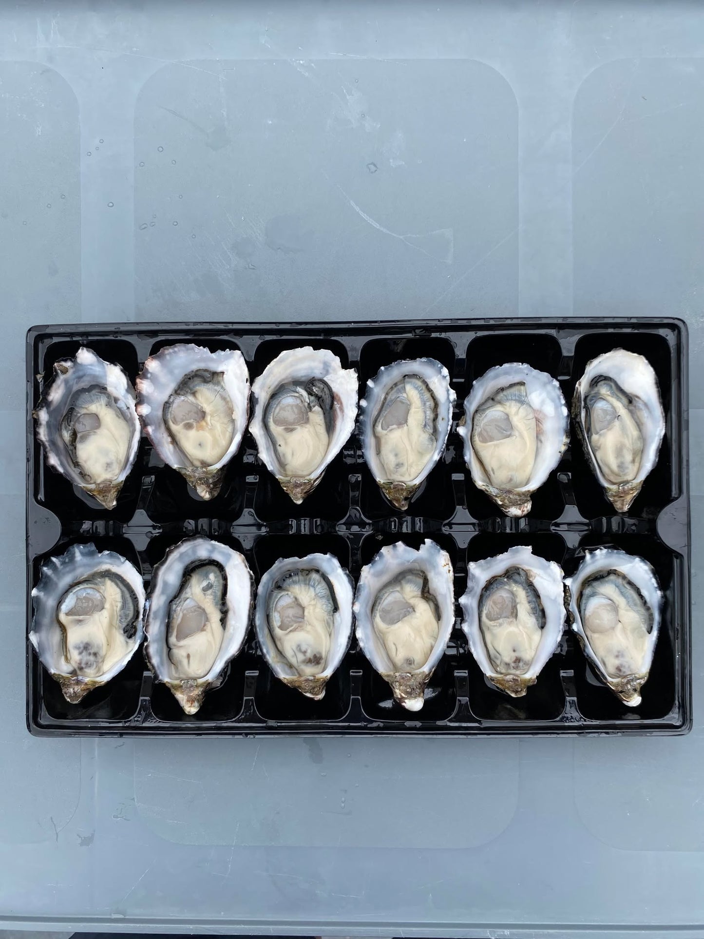 1 DOZEN SHUCKED OYSTERS (FRESH)