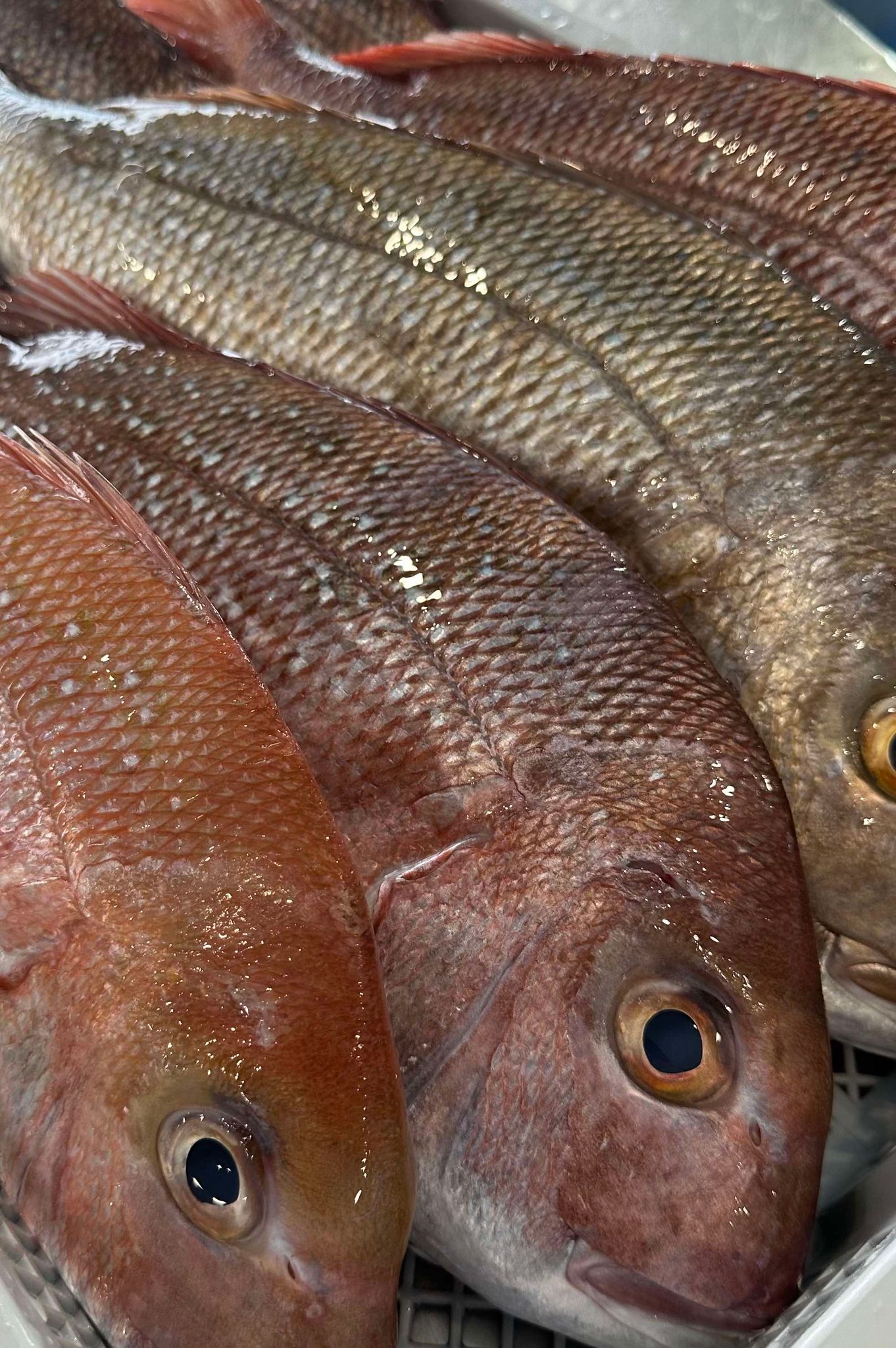 WHOLE FISH