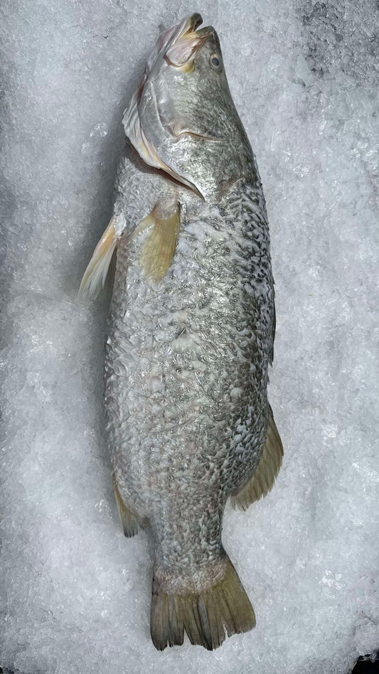 WHOLE BARRAMUNDI