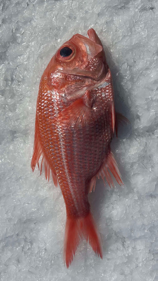 WHOLE RED SNAPPER