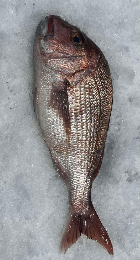 WHOLE LOCAL SNAPPER